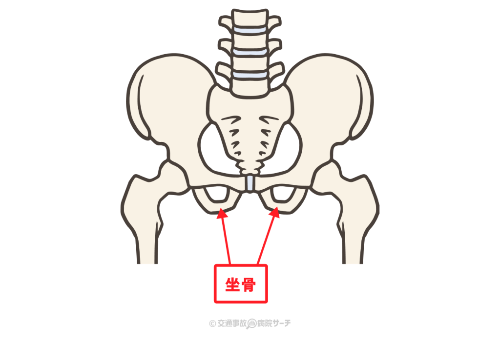 坐骨（図解）