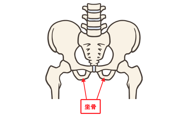 坐骨（図解）