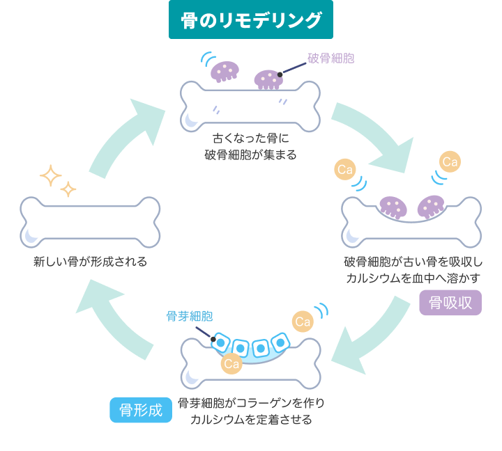 骨のリモデリングの仕組み